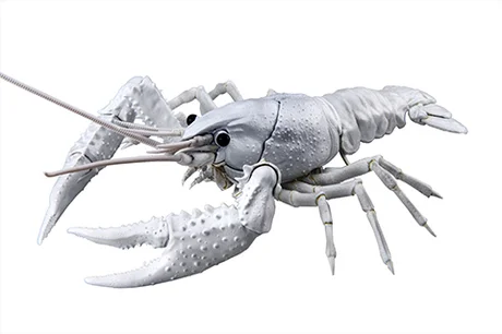 Fujimi [FI No.24 EX-2]  Biology Edition Crayfish (White) - Original Series