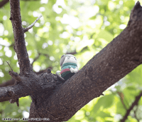 MEGA CAT PROJECT NARUTO-NYARUTO! Come here Sasuke-kun~ (Repeat) (8pc per box) 12