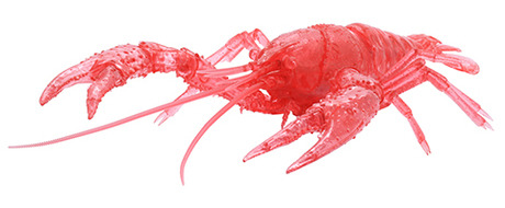[FI No.24 EX-4]  Biology Edition Crayfish (Clear Red)