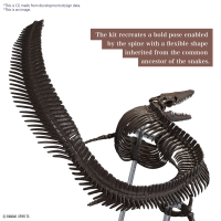 1/32 Imaginary Skeleton Mosasaurus 5