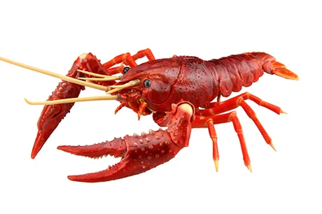 Fujimi [FI No.24]  Biology Edition Crayfish (Red) - Original Series