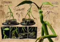 Prime 1 Studio Life Scale Masterline Fantastic Beasts and Where to Find Them (Film) Pickett - Live Action Movies/TV - photo 1