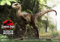 Prime 1 Studio Prime Collectible Figures  Jurassic Park (Film)  Velociraptor  Closed Mouth - Jurassic Park - photo 32