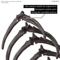 1/32 Imaginary Skeleton Mosasaurus 6