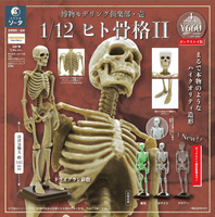 Natural History Modelling Club Vol.1 - 1/12 Human Skeleton II (Box of 4)
