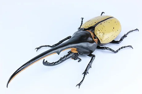 Fujimi [FI No.26]  Biology Edition Dynastes Hercules - Original Series